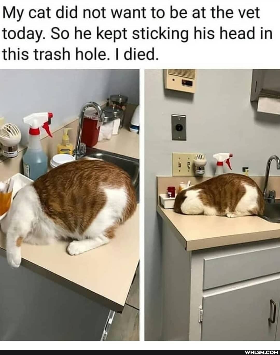 My cat did not want to be at the vet today. So he kept sticking his head in this trash hole. I died.
