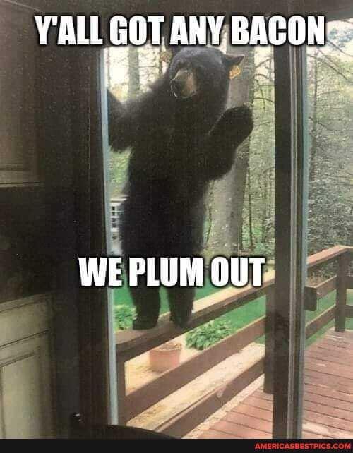 Y'ALL GOT ANY BACON~
WE PLUM OUT