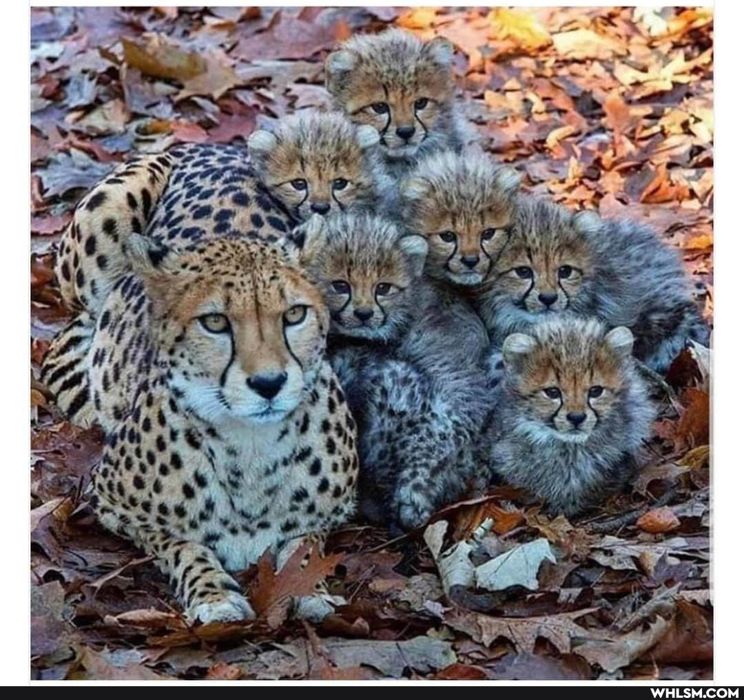 aww, baby_animals, cheetah, nature