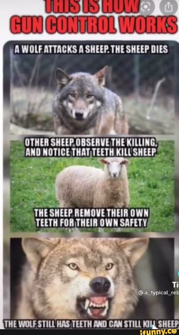 WOLF ATTACKS A SHEEP. THE SHEEP DIES OTHER SHEEP. OBSERVE THE KILLING ...