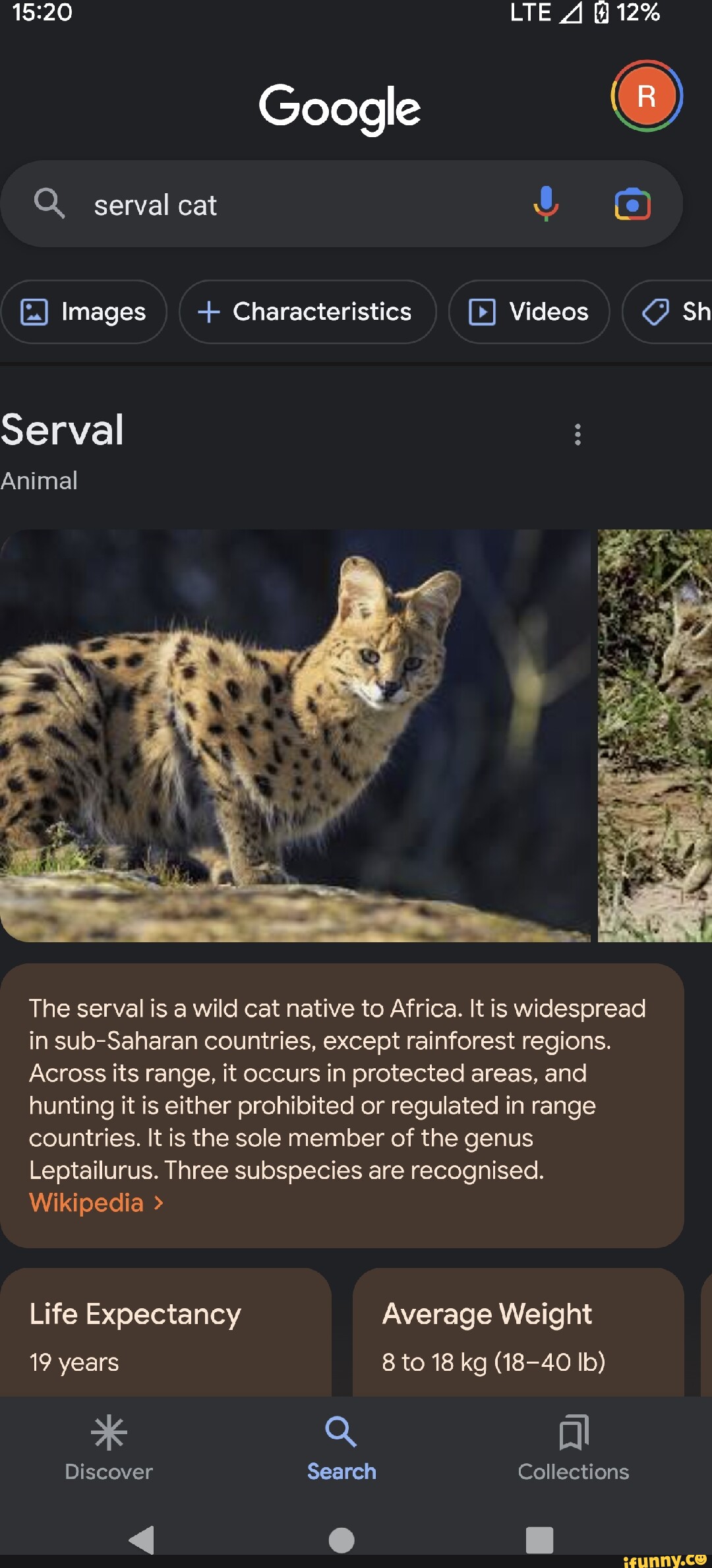 Google Q. serval cat Images Characteristics Serval Animal LTE A 12%
