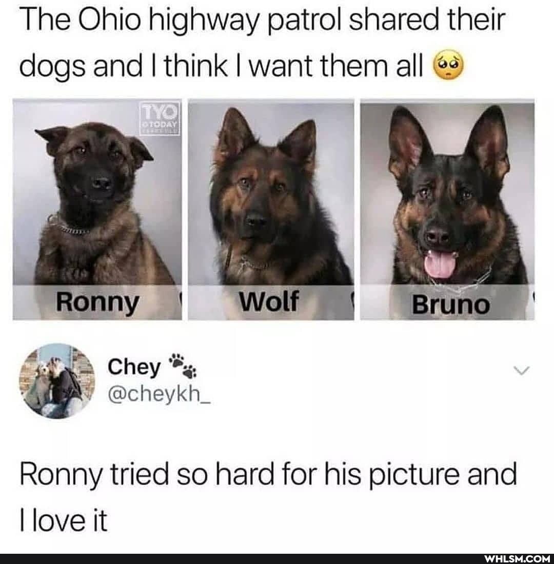 The Ohio highway patrol shared their dogs and I think I want them all
Ronny Vol
Chey
@cheykh_
Ronny tried so hard for his picture and love it
Gi