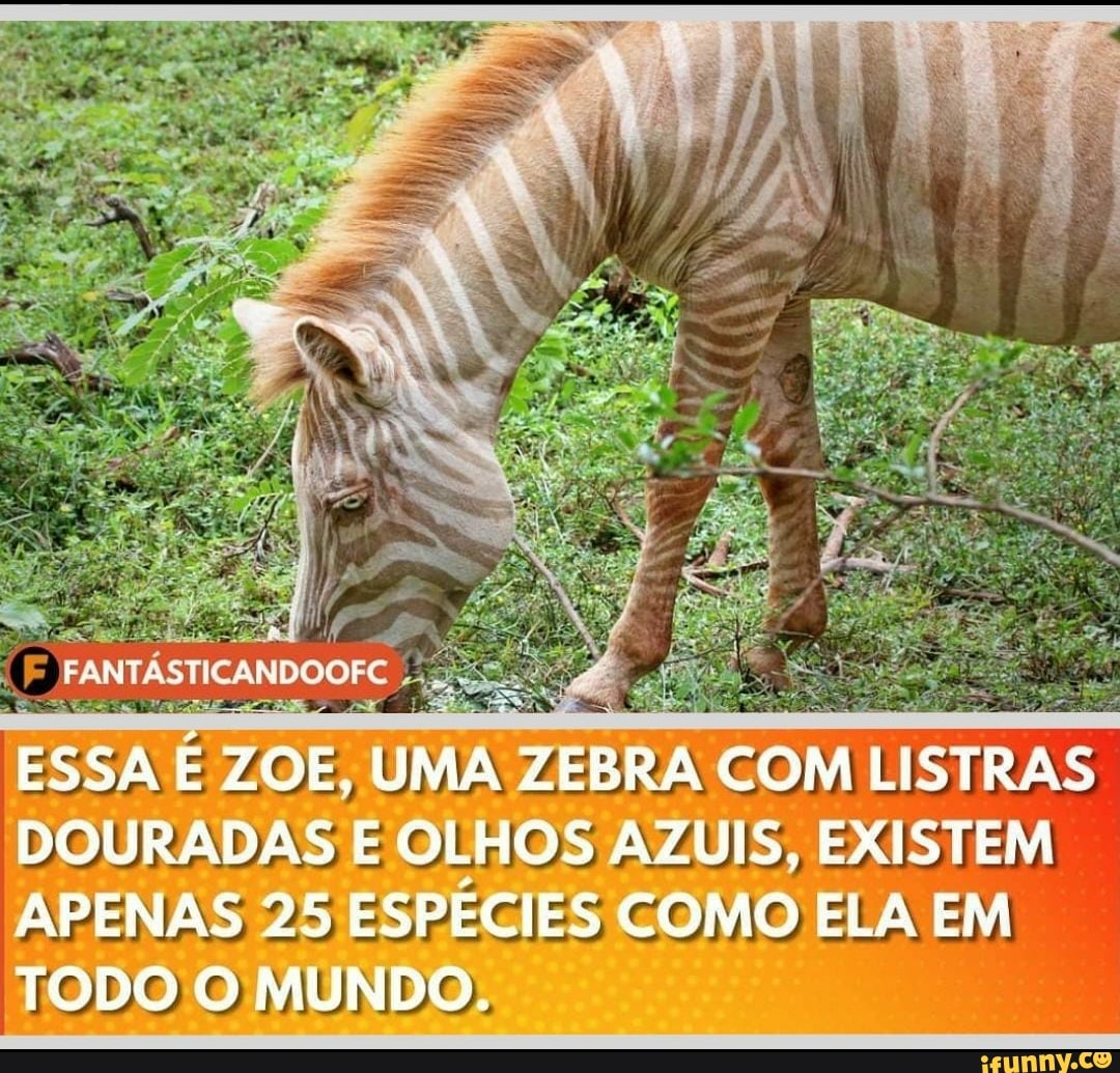 ESSA ZOE, UMA ZEBRA COM LISTRAS DOURADAS E OLHOS AZUIS, EXISTEM APENAS 25 ESPÉCIES COMO ELA ELA EM TODO O MUNDO;