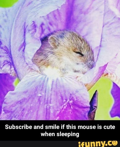 Subscribe and smile if this mouse is cute
when sleeping - Subscribe and smile if this mouse is cute when sleeping