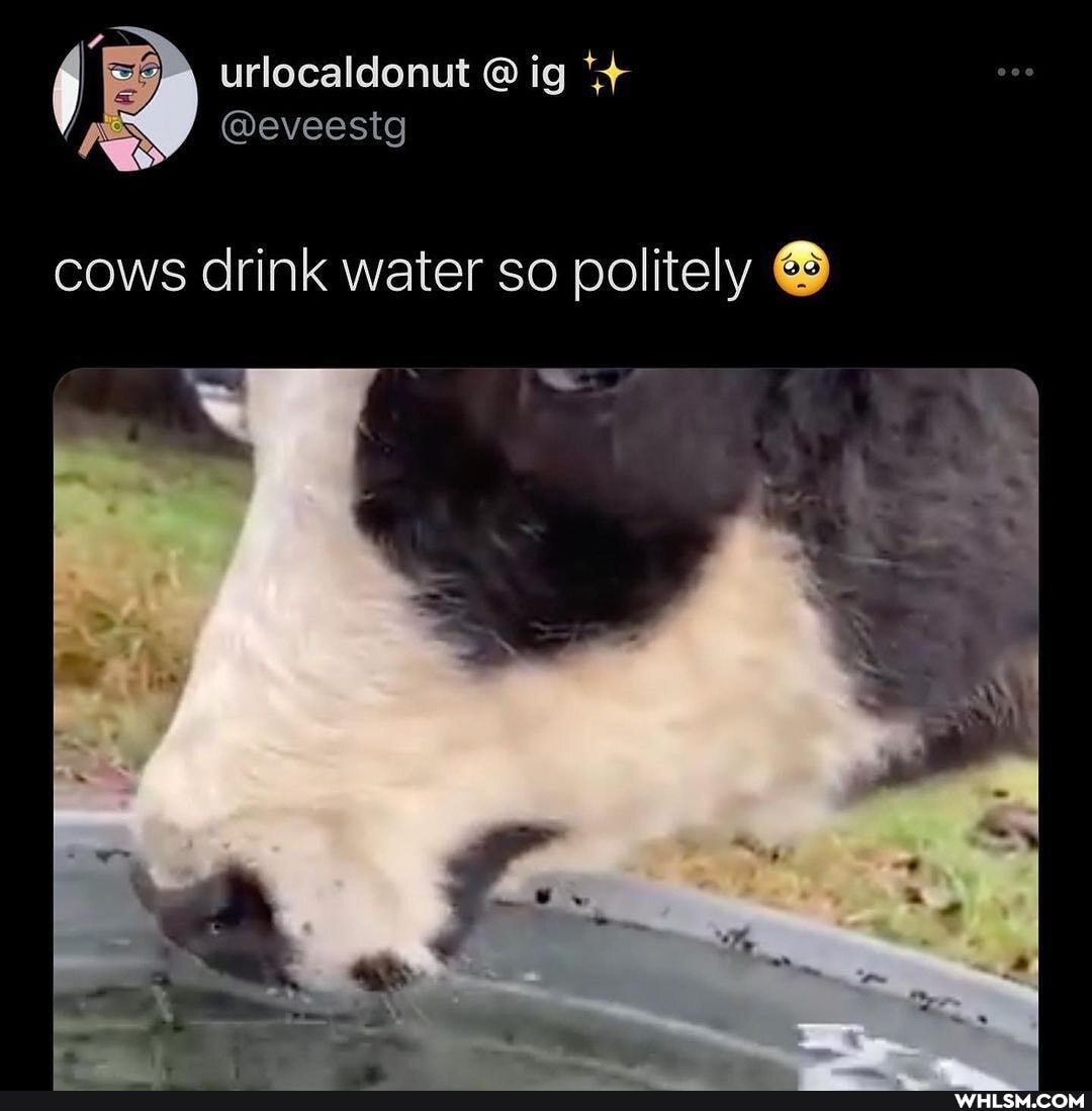 cows drink water so politely