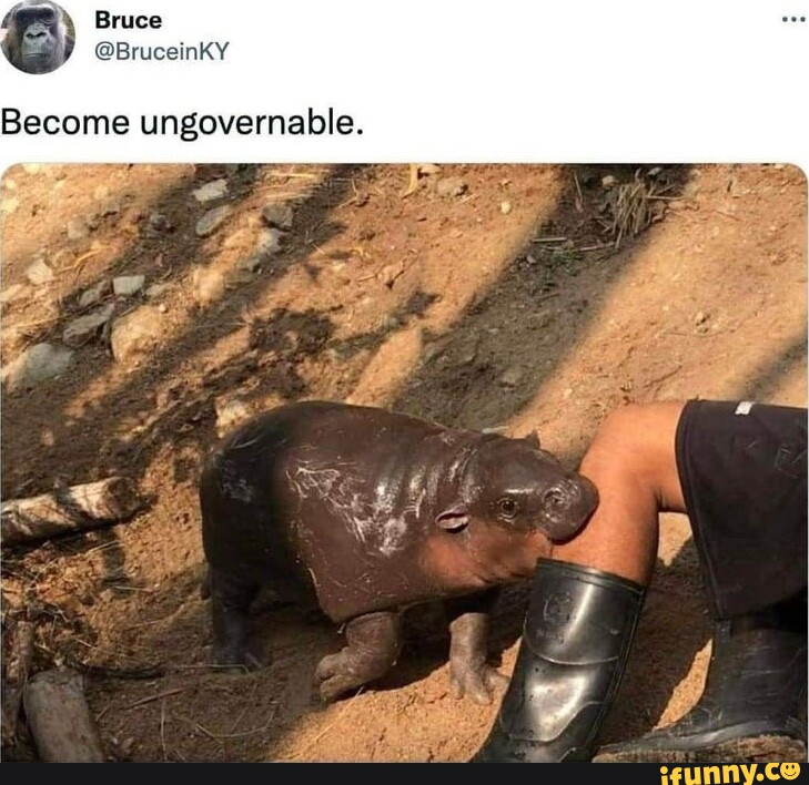 Recording electrode juice reward ogntent mechanism "cringe" "based