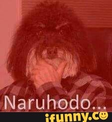 naruhodo, entendi, memedecomentario, dog, cachorro