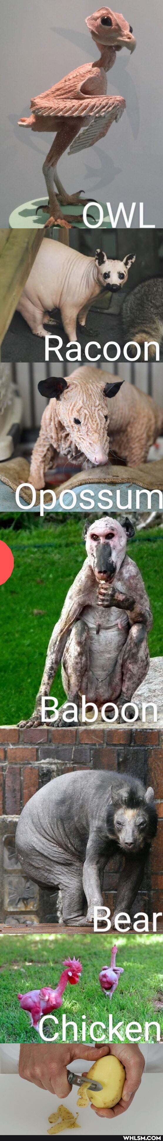 OWL
Racoon
Opossum
Baboon
Bear
Chicken