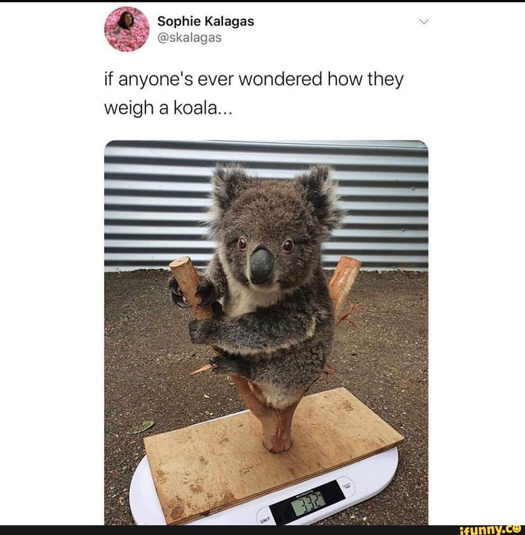 If anyone's ever wondered how they weigh koala... iFunny