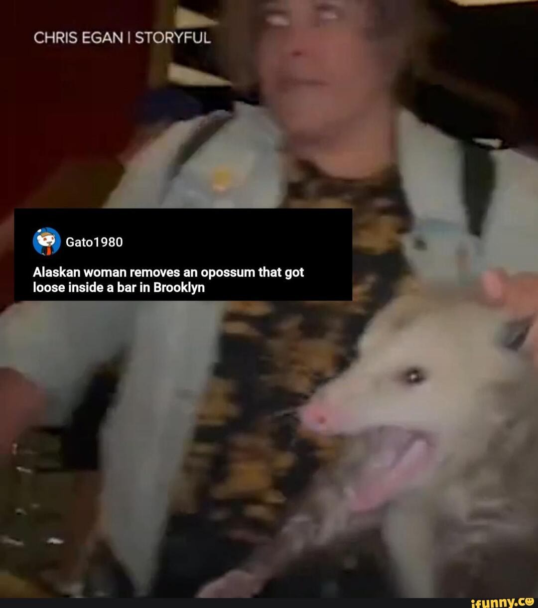 CHRIS EGAN I STORYFUL Alaskan woman removes an opossum that got loose inside a bar in Brooklyn