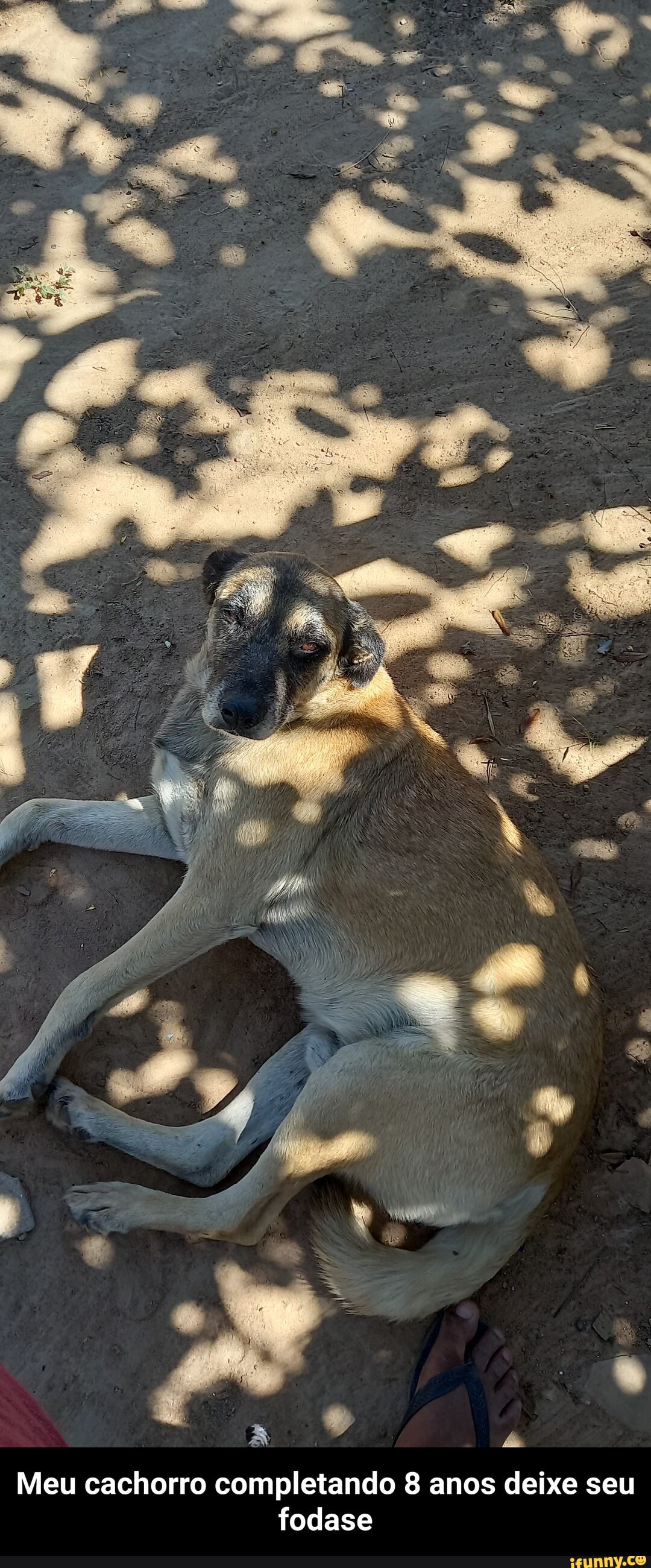 Meu cachorro completando 8 anos deixe seu fodase - Meu cachorro completando 8 anos deixe seu fodase