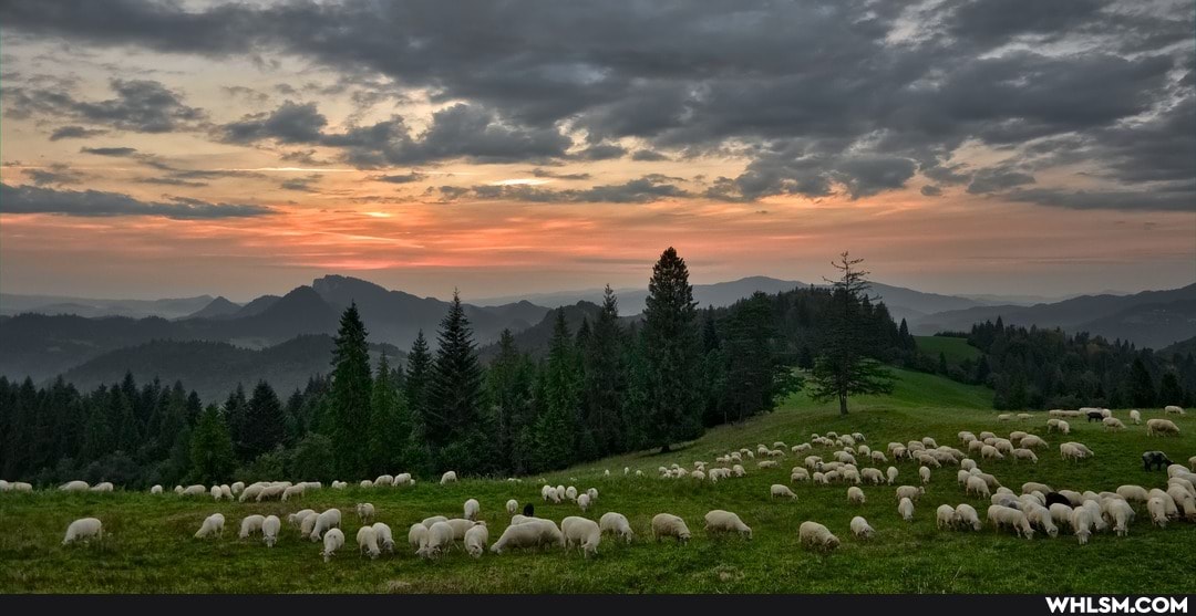 sheep, enjoying, landscape, northern, greece