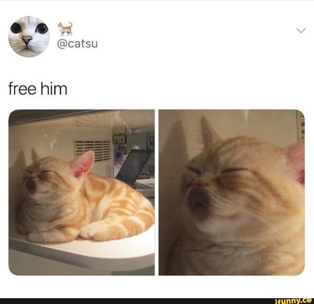 @catsu Free Him - Ifunny