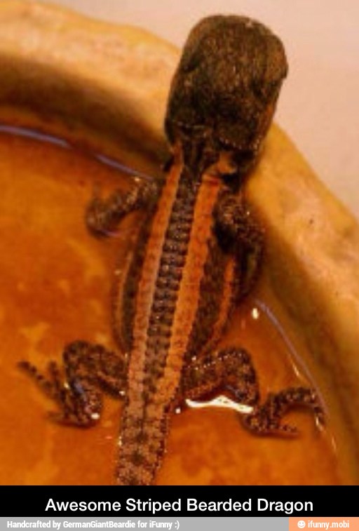 Awesome Striped Bearded Dragon - Awesome Striped Bearded Dragon