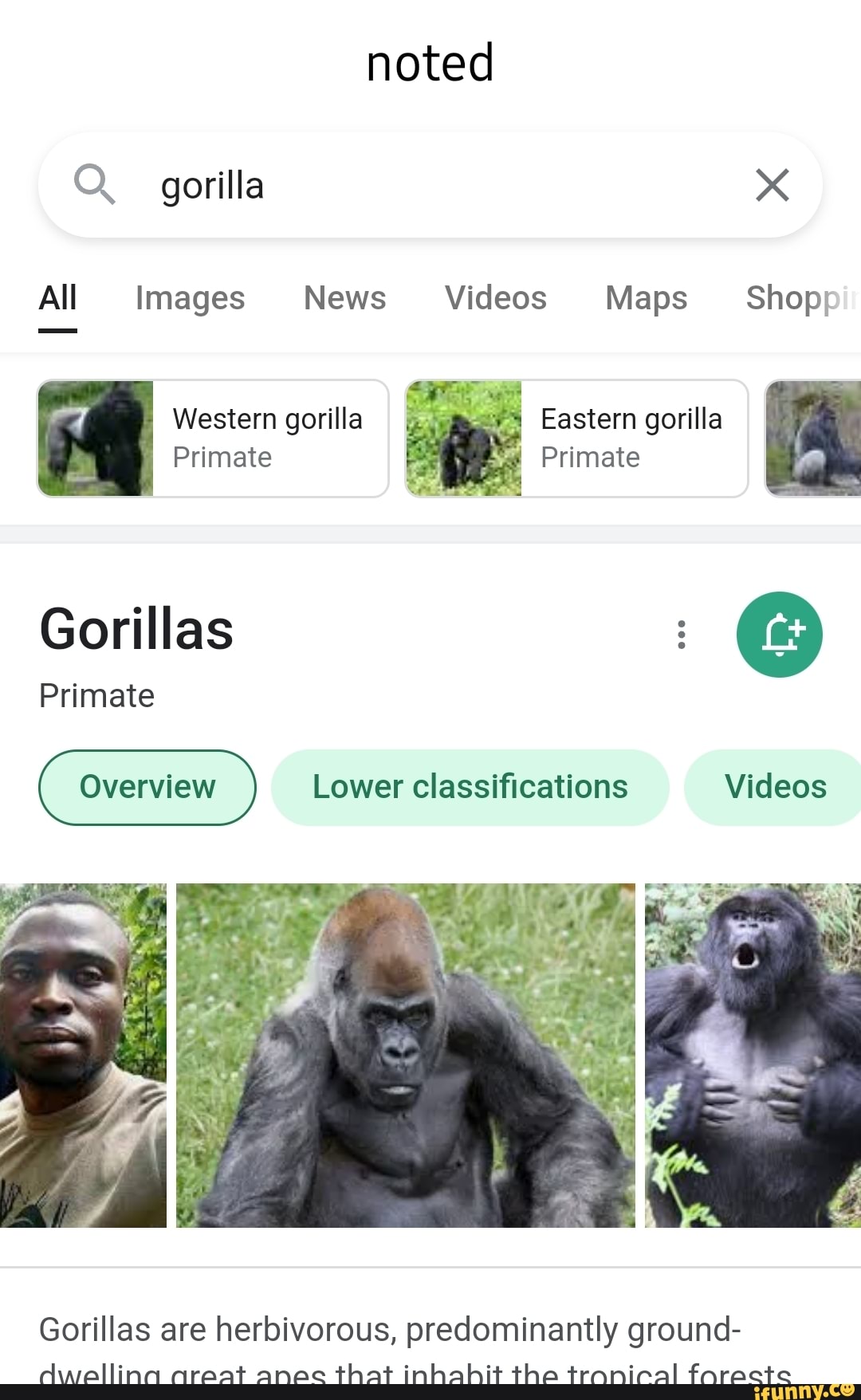 Noted gorilla All Images News Videos Maps Shop; Western gorilla Eastern ...