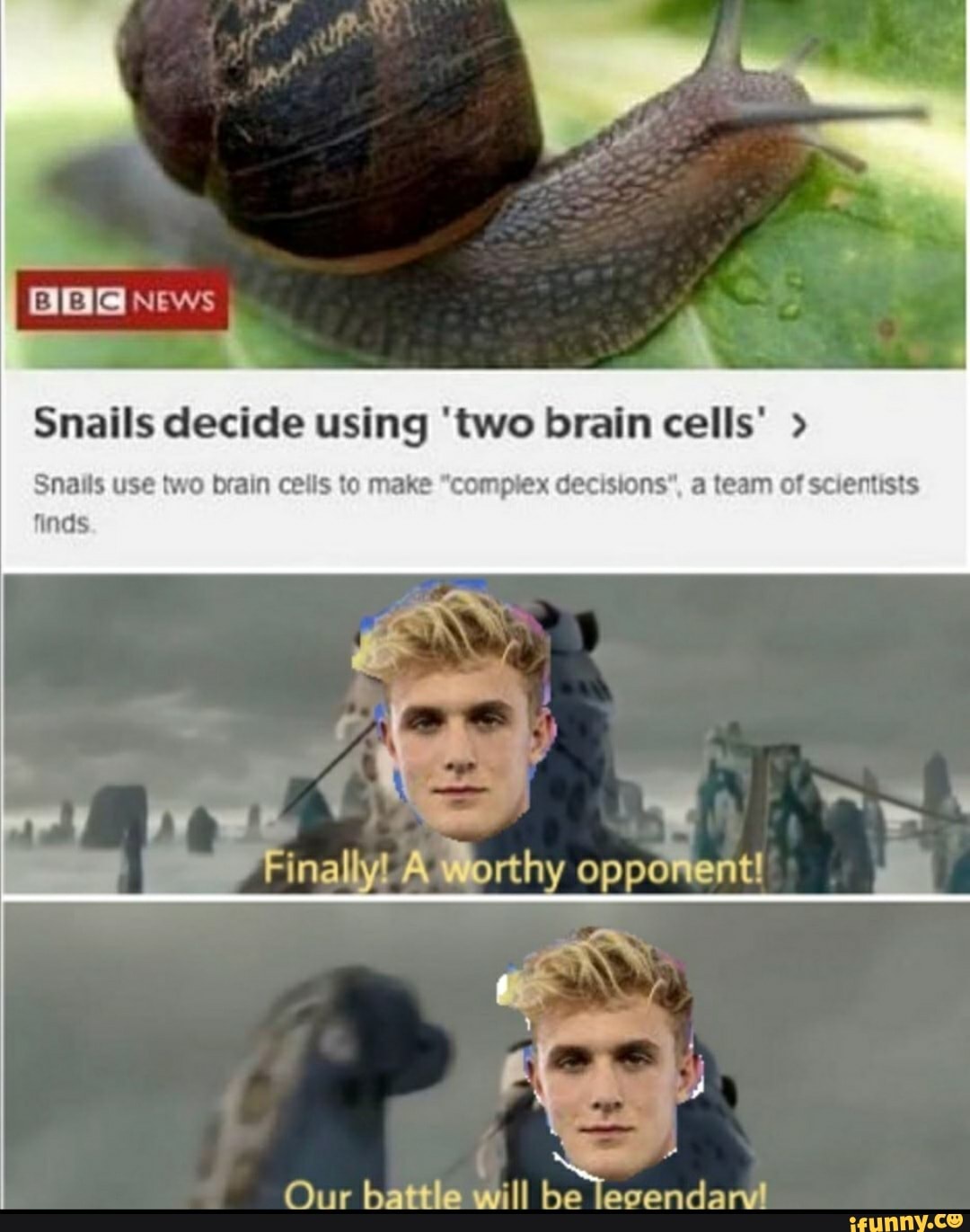 Snails decide using 'two brain cells' Snails use two brain cells to