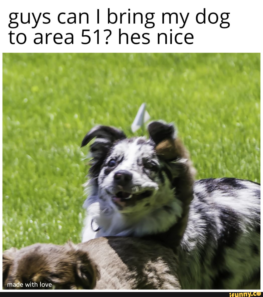 Guys can I bring my dog to area 51? hes nice - iFunny