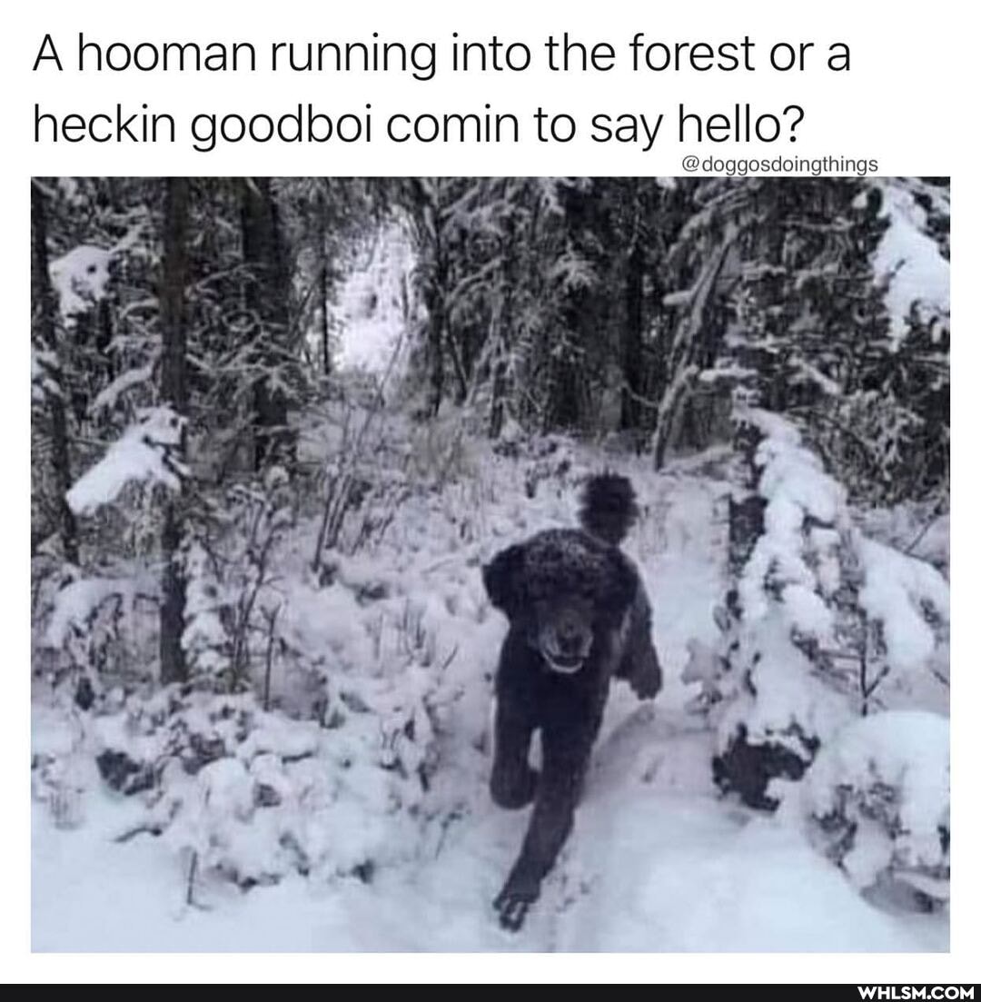 A hooman running into the forest or a heckin goodbo comin to say hello?
josdoingthings