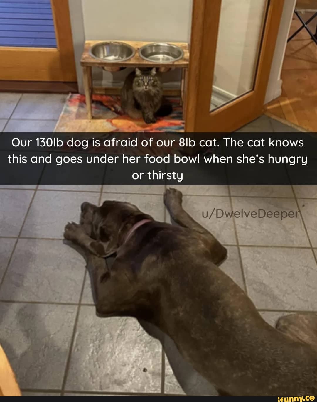 Our dog is afraid of our cat. The cat knows this and goes under her