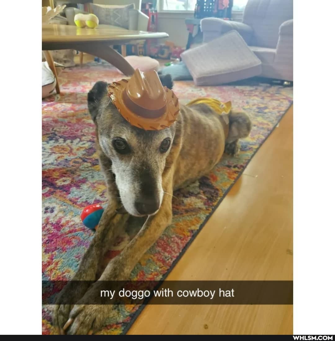 my doggo with cowboy hat
