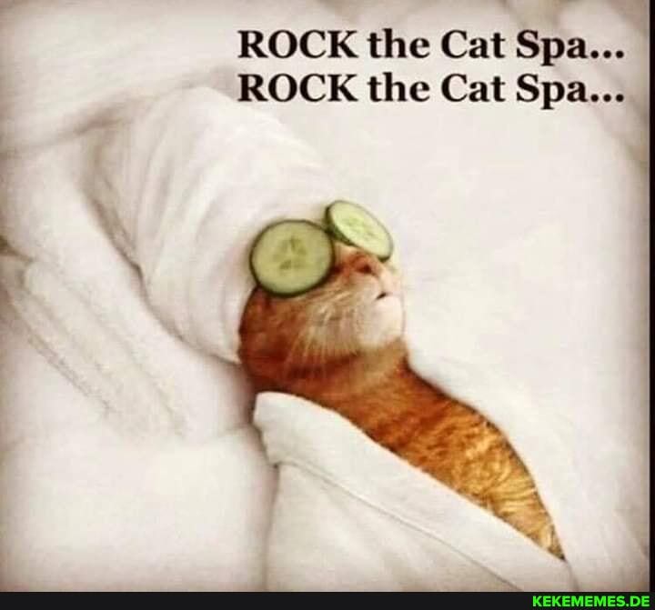 ROCK the Cat Spa...
ROCK the Cat Spa...