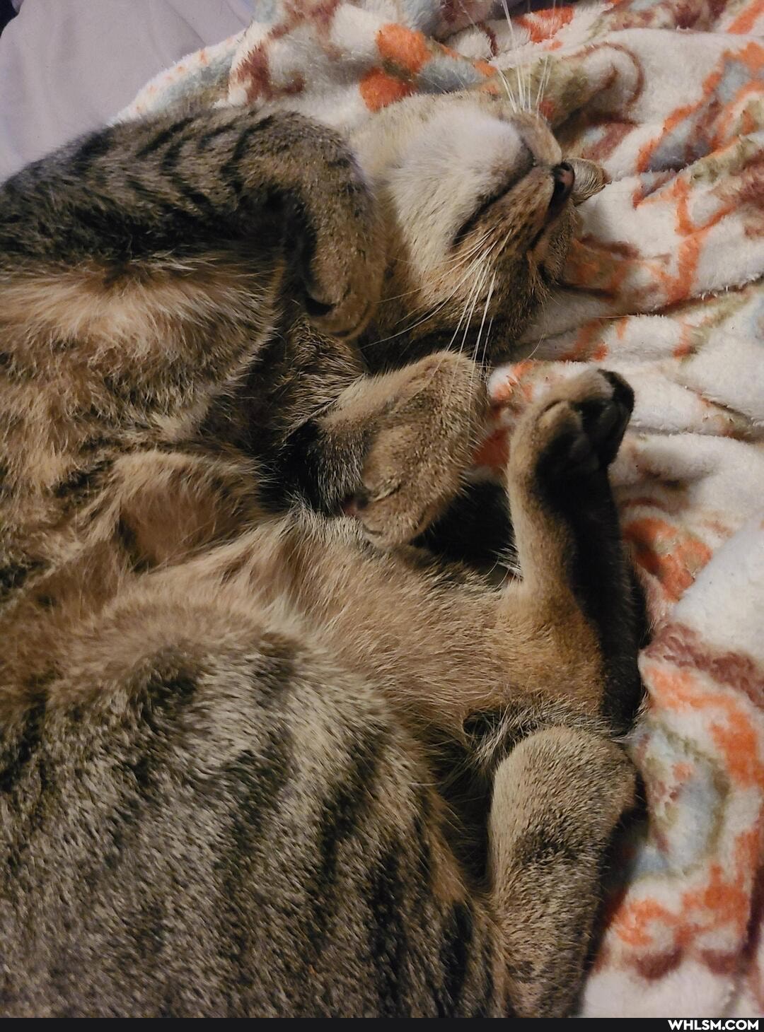 cat, aww, pets