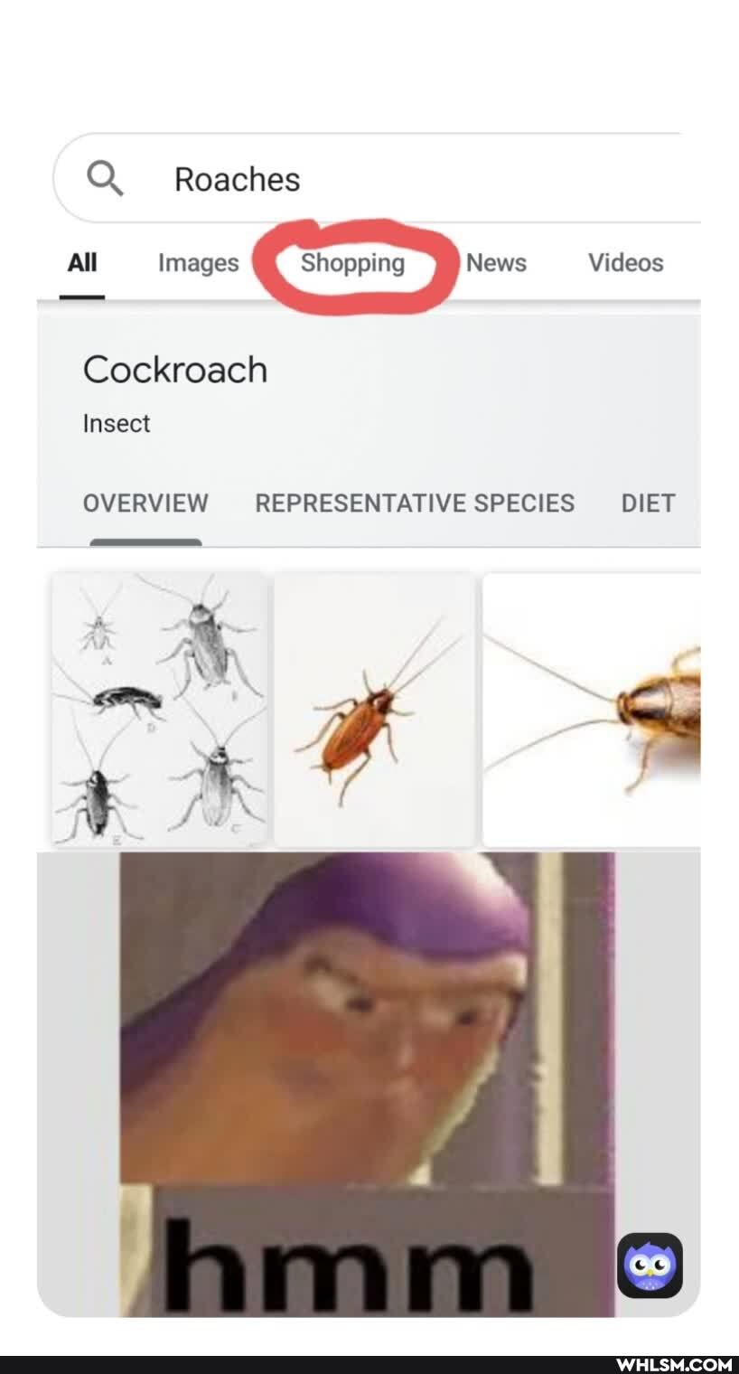 Roaches
All Images Shopping News Videos
Cockroach
Insect
OVERVIEW REPRESENTATIVE SPECIES DIET