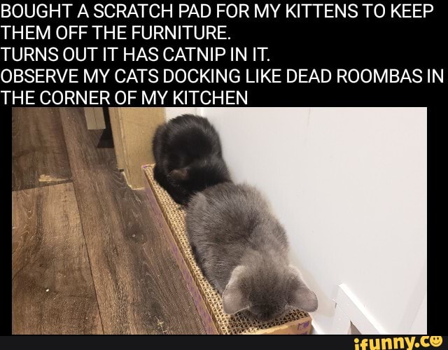 BOUGHT A SCRATCH PAD FOR MY KITTENS TO KEEP
THEM OFF THE FURNITURE.
TURNS OUT IT HAS CATNIP IN IT.
OBSERVE MY CATS DOCKING LIKE DEAD ROOMBAS IN
THE CORNER OF MY KITCHEN