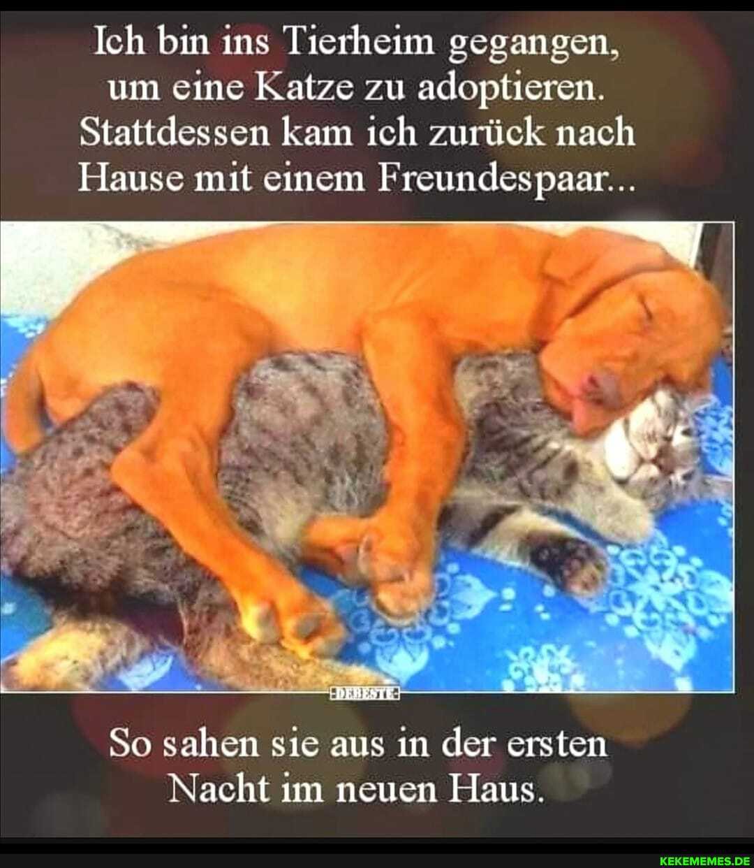 Ich bin ins Tierheim gegangen, um eine Katze zu adoptieren.
Stattdessen kam ich zurück nach
Hause mit einem Freundespaar...
So sahen sie aus in der ersten
Nacht im neuen Haus.
