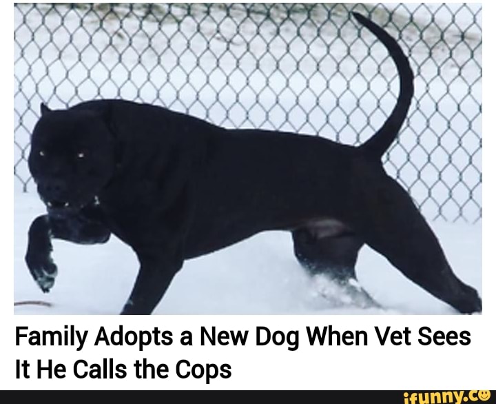family adopts dog and vet calls police