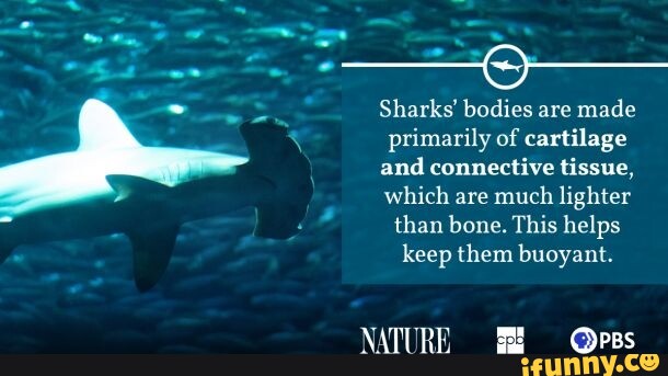 Sharks' bodies are made primarily of cartilage and connective tissue