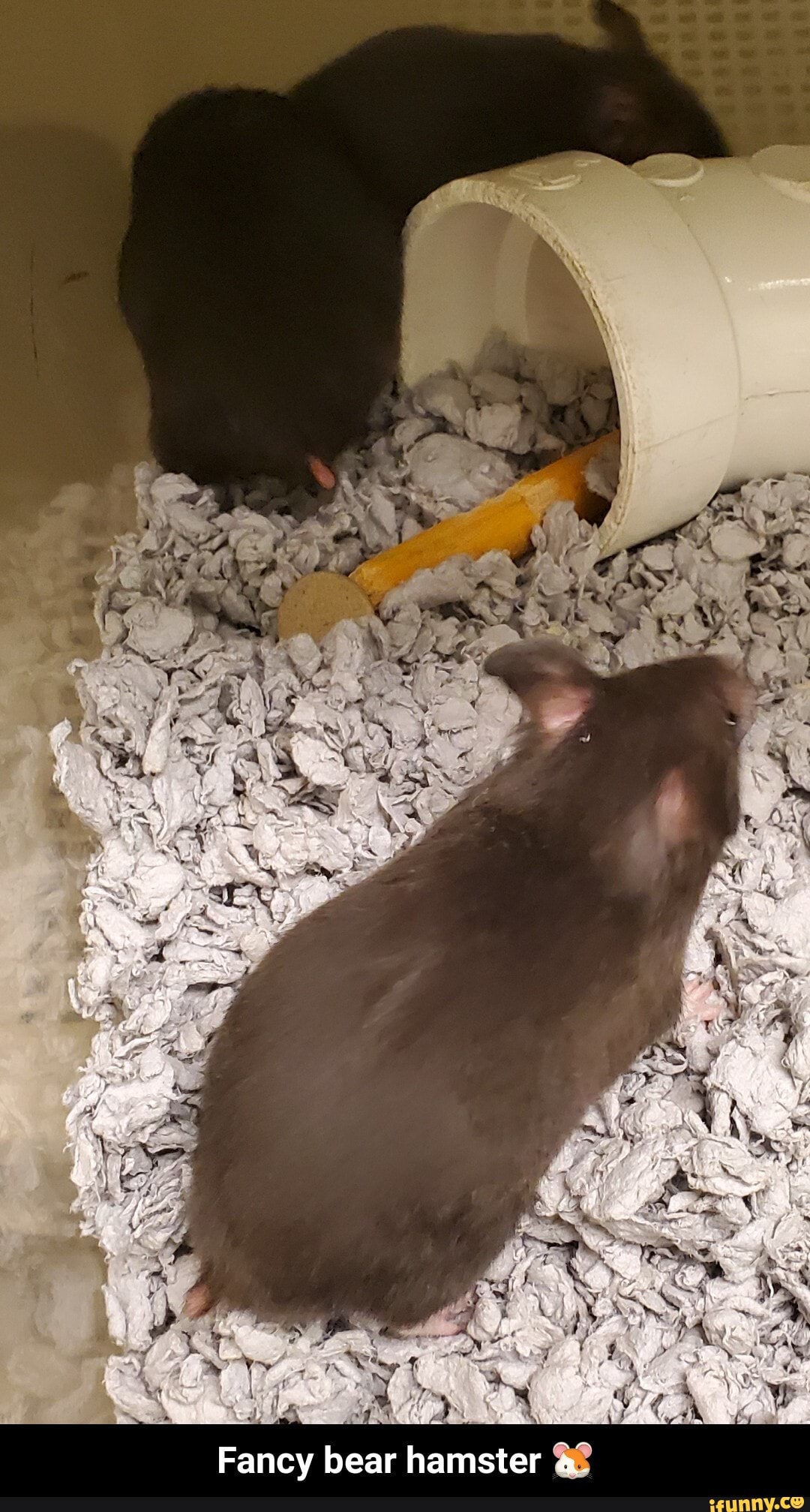 Fancy bear hamster 3 - Fancy bear hamster 🐹 - iFunny