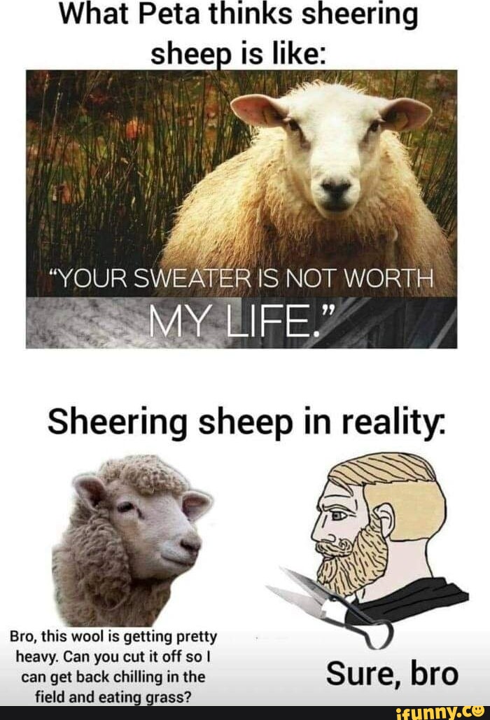 What Peta thinks sheering sheep is like: IS NOT WORTH Sheering sheep ...