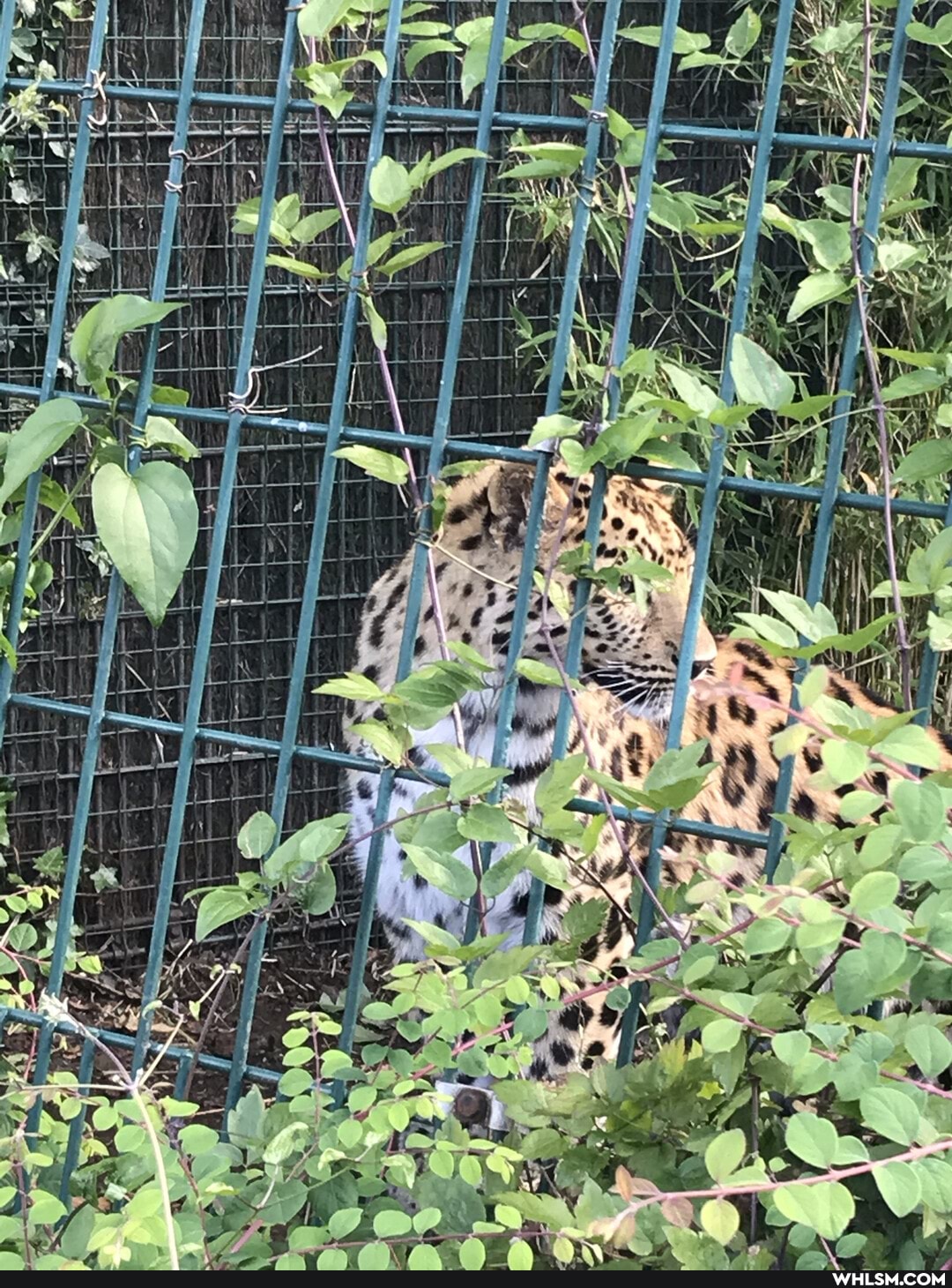 baby_animals, love, zoo, covid19