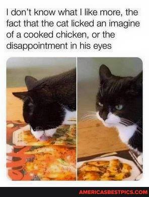 don't know what I like more, the fact that the cat licked an imagine of a cooked chicken, or the disappointment in his eyes