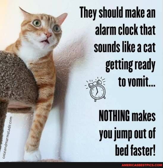 They should make an alarm clock that sounds like a cat getting ready
to voniit...
NOTHING makes you jump out of hed faster!