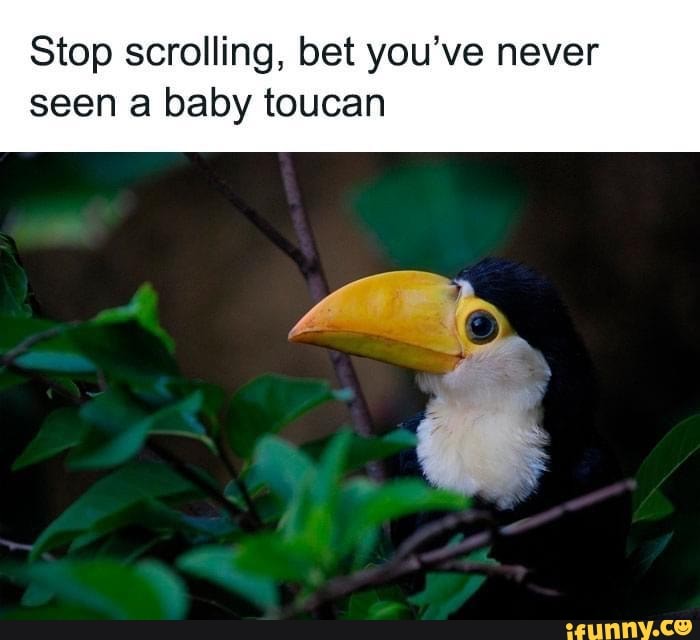 Toucan Memes Best Collection Of Funny Toucan Pictures On Ifunny Toucan Memes Best Collection Of Funny Toucan Pictures On Ifunny