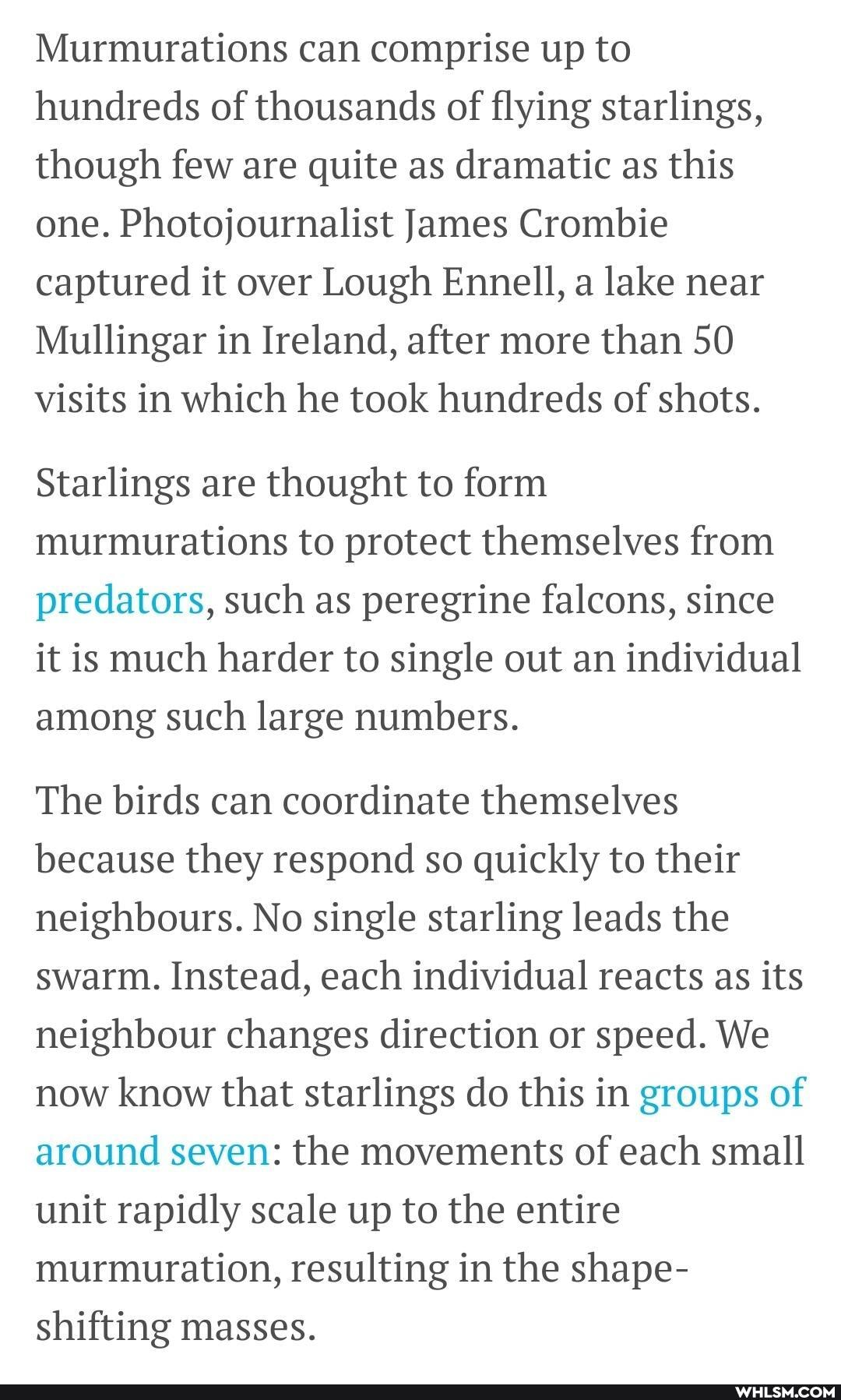 Murmurations can comprise up to hundreds of thousands of flying starlings, though few are quite as dramatic as this one. Photojournalist James Crombie captured it over Lough Ennell, a lake near
Mullingar in Ireland, after more than 50 visits in which he took hundreds of shots.
Starlings are thought to form murmurations to protect themselves from predators, such as peregrine falcons, since it is much harder to single out an individual among such large numbers.
The birds can coordinate themselves because they respond so quickly to their neighbours. No single starling leads the swarm. Instead, each individual reacts as its neighbour changes direction or speed. We now know that starlings do this in groups of around seven: the movements of each small unit rapidly scale up to the entire murmuration, resulting in the shape- shifting masses.