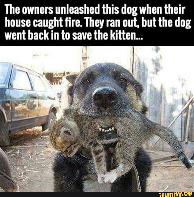 The owners unleashed this dog when their
house caught fire. They ran out, but the dog
went back in to save the kitten...