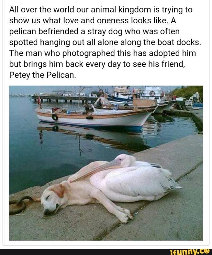 All over the world our animal kingdom is trying to show us what love and oneness looks like. A pelican befriended a stray dog who was often spotted hanging out all alone along the boat docks.
The man who photographed this has adopted him but brings him back every day to see his friend,
Petey the Pelican.