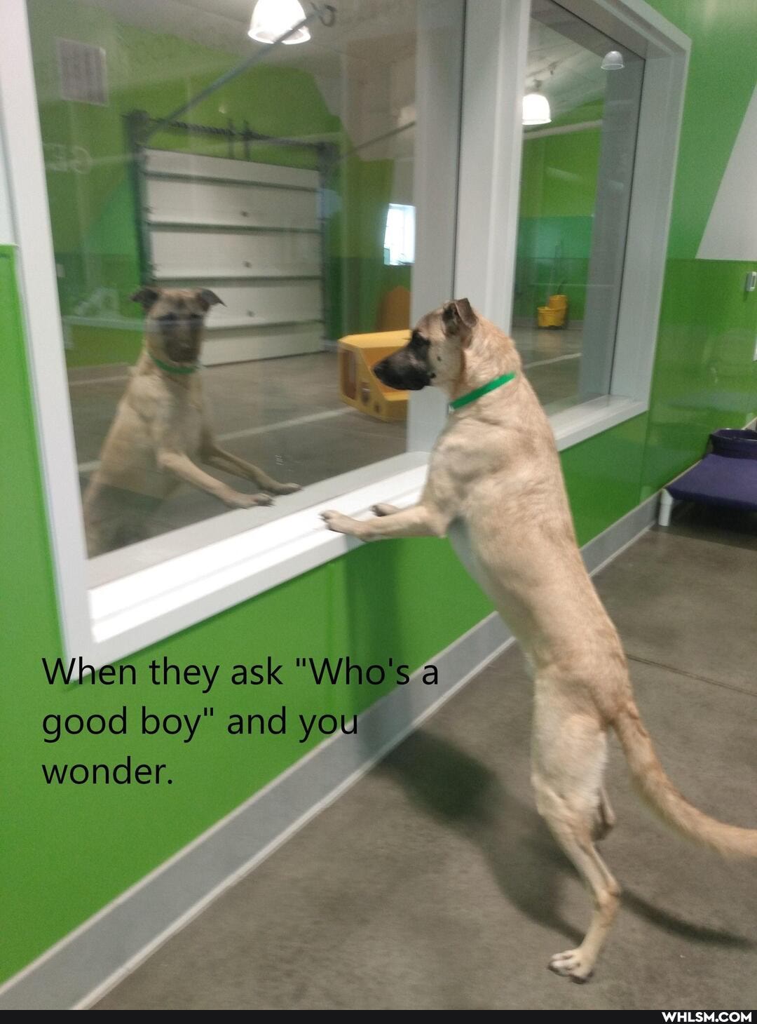 Wheen they ask "Who's a good boy" and you wonder.