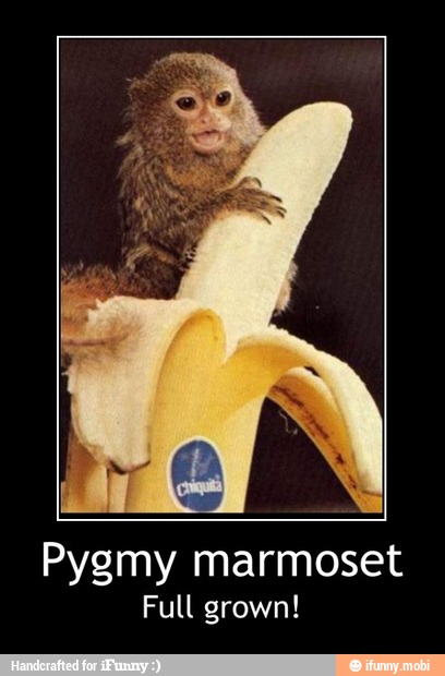Pygmy marmoset
Full grown! - Pygmy marmoset
Full grown!