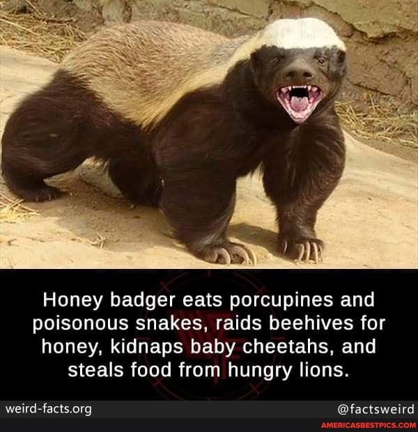 Honey badger eats porcupines and poisonous snakes, raids beehives for honey, kidnaps baby cheetahs, and steals food from hungry lions.
@factsweird