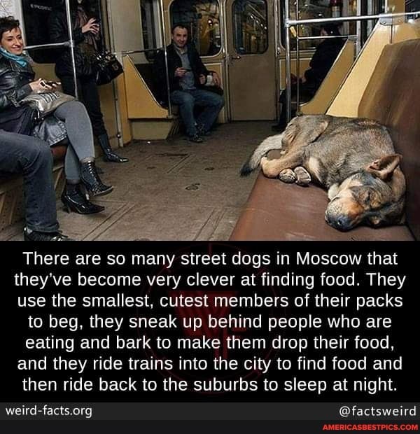 There are so many street dogs in Moscow that they've become very clever at finding food. They use the smallest, cutest members of their packs
to beg, they sneak up behind people who are eating and bark to make them drop their food, and they ride trains into the city to find food and then ride back to the suburbs to sleep at night.
@factsweird