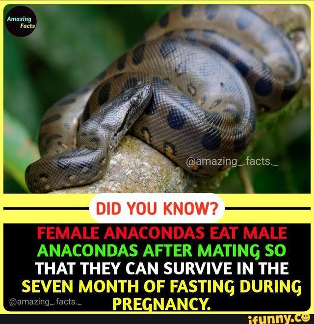 DID YOU KNOW? FEMALE ANACONDAS EAT MALE ANACONDAS AFTER MATING SO THAT ...