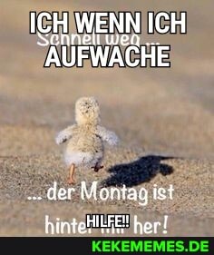 AUFWACHE
der Montag ist
hintefLFEl! her!