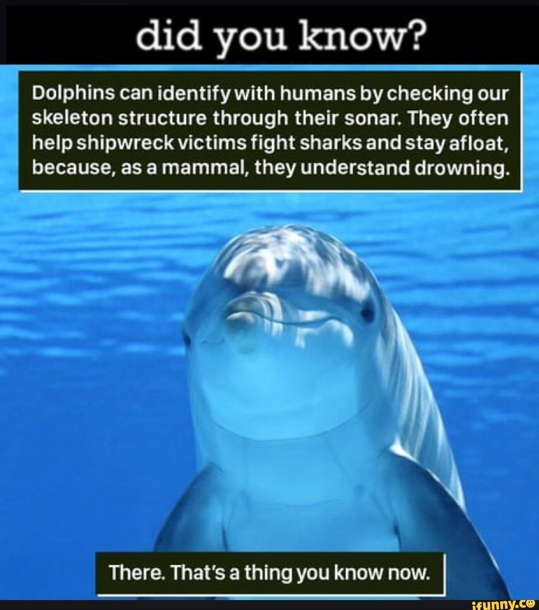 Did You Know? Dolphins Can Identify With Humans By Checking Our 