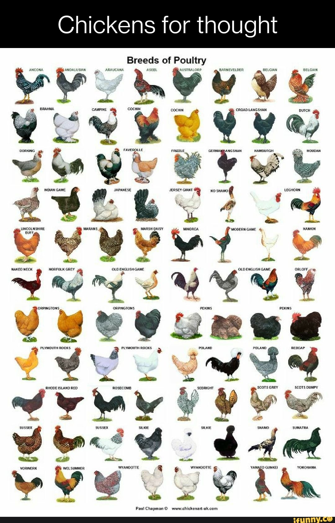 chickens-for-thought-breeds-of-poultry-we-andalusian-araucana-aseel-vv