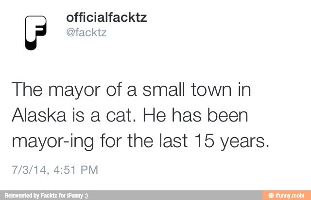 officialfacktz
The mayor of a small town in
Alaska is a cat. He has been
mayor-ing for the last 15 years.