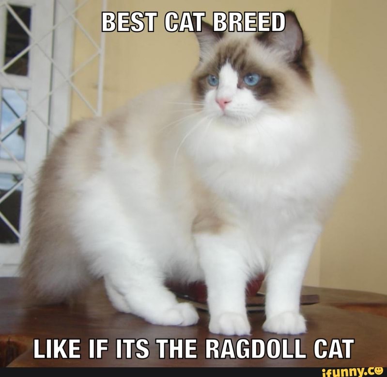 BEST CAT BREED
LIKE IF ITS THE RAGDOLL CAT